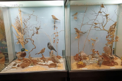 IMG-20260614-WA0009